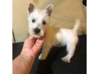 West Highland White Terrier Puppy for sale in Saint Hedwig, TX, USA