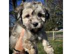 Havanese Puppy for sale in Mount Crawford, VA, USA