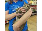 Kitty Domestic Shorthair Kitten Female