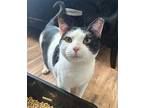 Blake Domestic Shorthair Young Male