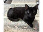 Zoe (Super Sweet Bottle Baby) Domestic Shorthair Kitten Female