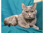 231916 Miss Kitty Domestic Shorthair Adult Female