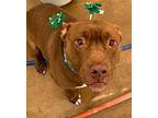 Taz American Staffordshire Terrier Adult Male