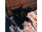 Barney Domestic Longhair Young Male