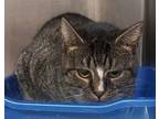 Colleen Domestic Shorthair Adult Female