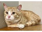 BOOTS Domestic Shorthair Adult Male