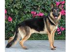 Beau von Baunatal German Shepherd Dog Young Male