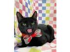 Binx Domestic Shorthair Young Female