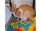Justice Domestic Shorthair Young Female