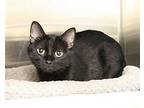 Sugar Plum Domestic Shorthair Young Female