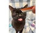 Chunk Domestic Shorthair Adult Female