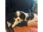 Cavalier King Charles Spaniel Puppy for sale in Accident, MD, USA
