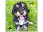 Mutt Puppy for sale in Branchland, WV, USA