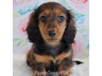 Dachshund Puppy for sale in Boyden, IA, USA