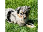 Australian Shepherd Puppy for sale in Clinton Township, MI, USA