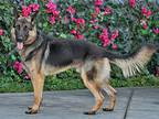 Fritz von Freist German Shepherd Dog Young Male