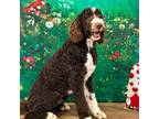 Mutt Puppy for sale in Owenton, KY, USA