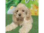 Cocker Spaniel Puppy for sale in Effingham, IL, USA