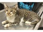 HUCK FINN Domestic Shorthair Adult Male