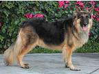 Auggie von Allstedt German Shepherd Dog Adult Male