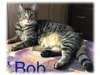 Lil Bob Domestic Shorthair Adult Male