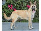 Sandy von Sahms German Shepherd Dog Young Female