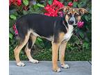 Duchess von Willow German Shepherd Dog Puppy Female