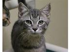 Kevin Domestic Shorthair Young Male