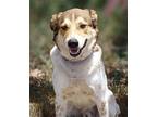 Django Australian Cattle Dog Adult Male