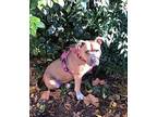 Roxy American Staffordshire Terrier Young Female