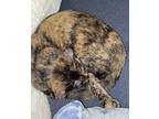 Baby Domestic Shorthair Young Female