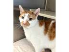 Jake Domestic Shorthair Adult Male