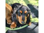 Dachshund Puppy for sale in Yale, OK, USA