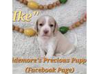 Beagle Puppy for sale in Norwood, MO, USA