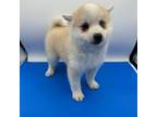 American Eskimo Dog Puppy for sale in Wyandotte, OK, USA