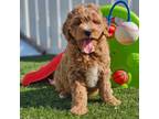 Goldendoodle Puppy for sale in Boyden, IA, USA