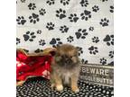 Pomeranian Puppy for sale in Jacksonville, TX, USA