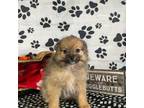 Pomeranian Puppy for sale in Jacksonville, TX, USA