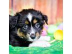 Buttercup MINI AUSSIE