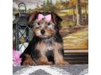 Yorkshire Terrier Puppy for sale in North Canton, OH, USA