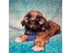 Shih Tzu Puppy for sale in Belleview, FL, USA