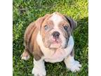 Bulldog Puppy for sale in Grant, AL, USA