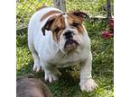 Bulldog Puppy for sale in Grant, AL, USA