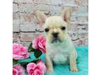 French Bulldog Puppy for sale in Marionville, MO, USA