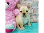 French Bulldog Puppy for sale in West Valley City, UT, USA