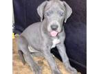 Great Dane Puppy for sale in Goodlettsville, TN, USA