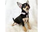 Chihuahua Puppy for sale in Sacramento, CA, USA