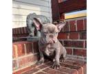 French Bulldog Puppy for sale in Sanford, NC, USA