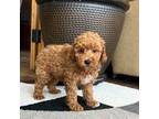 Poodle (Toy) Puppy for sale in Nappanee, IN, USA