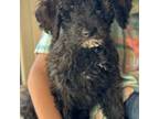 Goldendoodle Puppy for sale in Atlanta, GA, USA